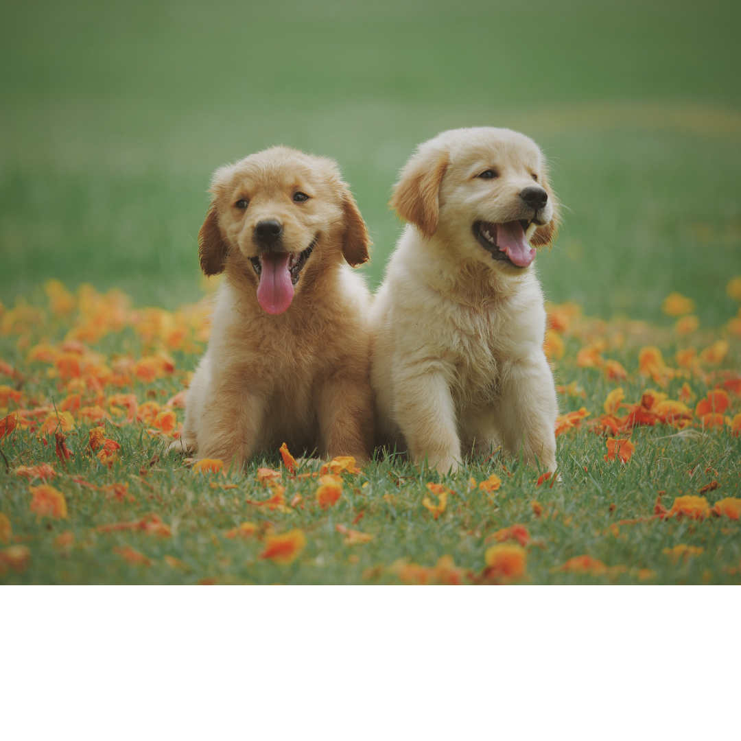 DogFriendly Restaurants in Northern Virginia